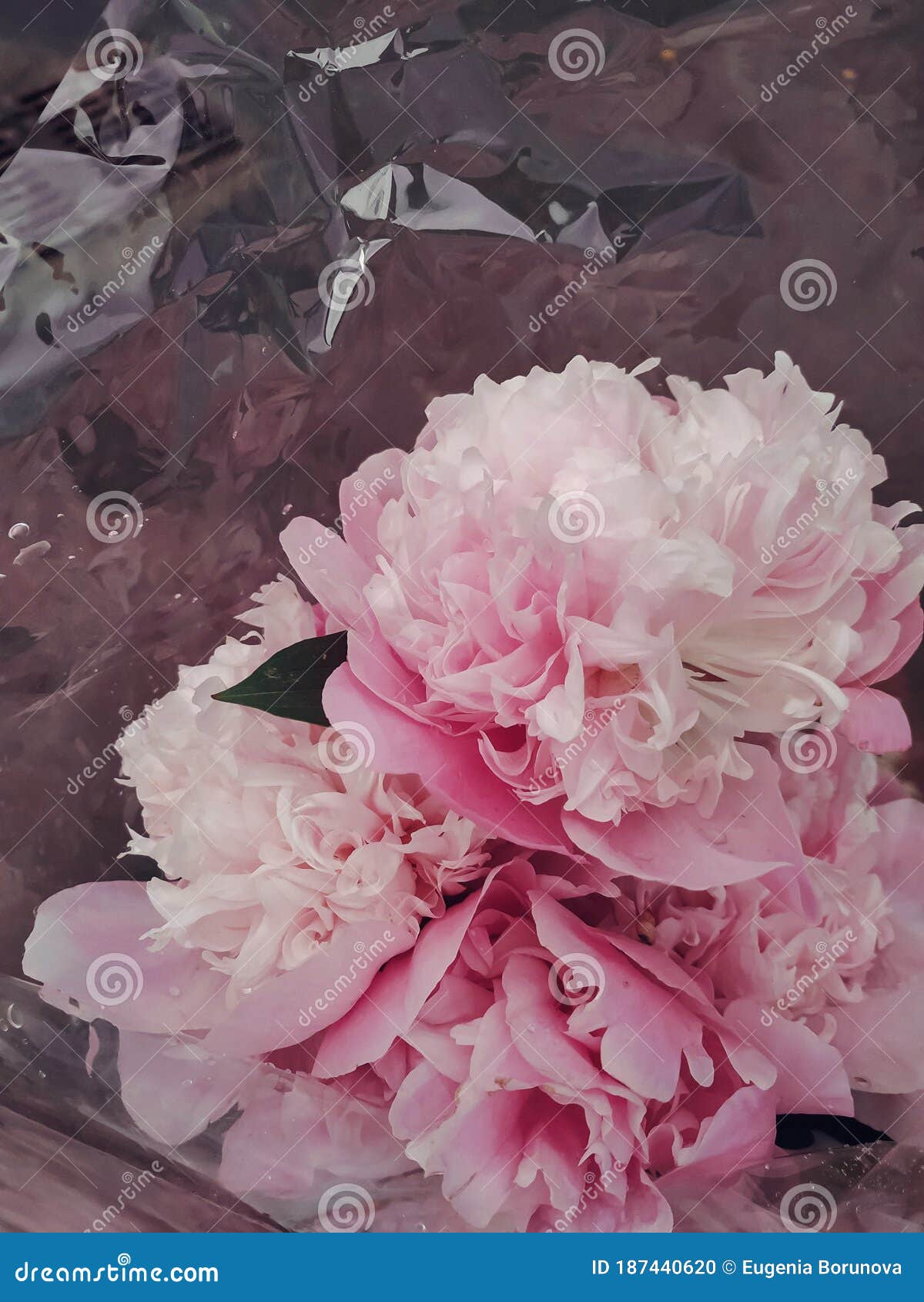 Pink Flowers, Pink Pionies, Beautiful Flowers Stock Photo Image of