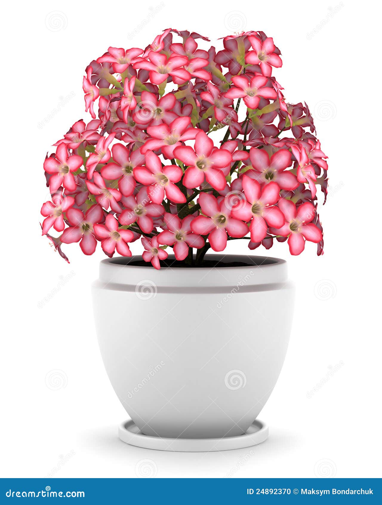 Pink Flowers In Pot Isolated On White Stock Photo Image 24892370