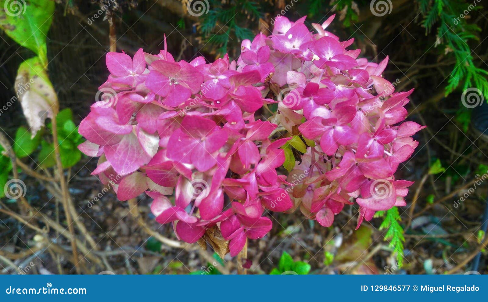 pink flowers, punta del este
