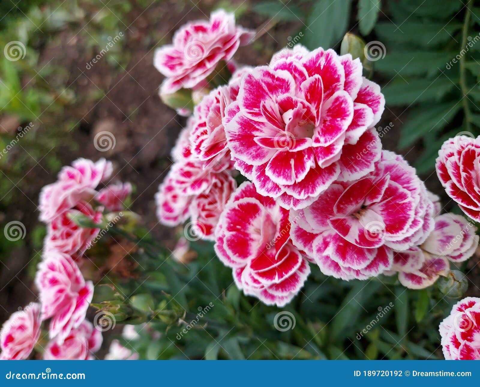 Pink flowers red stock photo. Image of produce, blossom 189720192