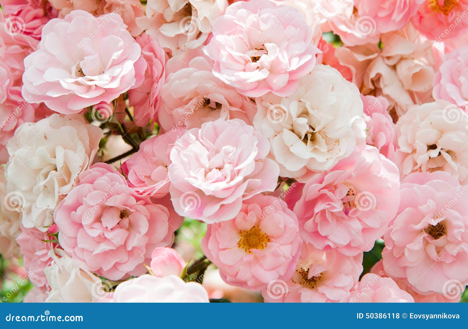 pink flowers of roses