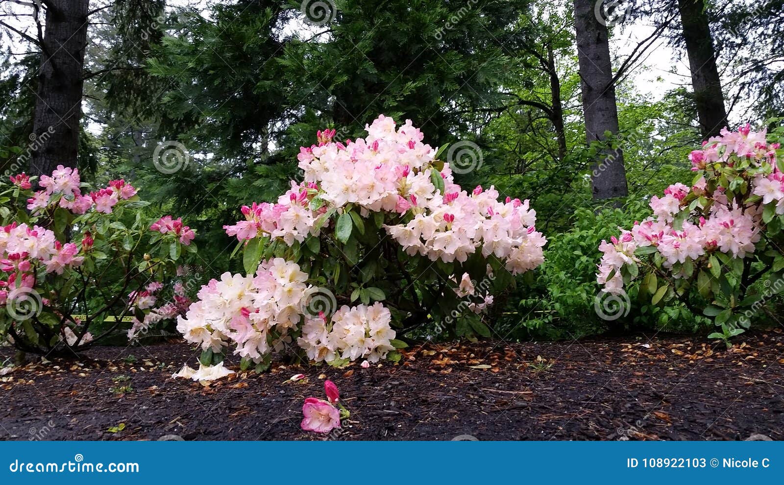 Pink Flowers stock image. Image of pink, seattle, flowers 108922103
