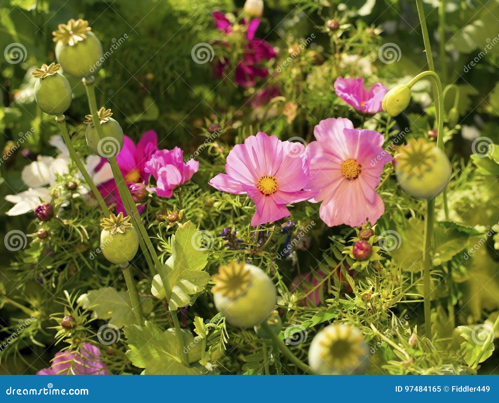 Pink Flowers and Seed Capsules Stock Image Image of leaf, flowers 97484165