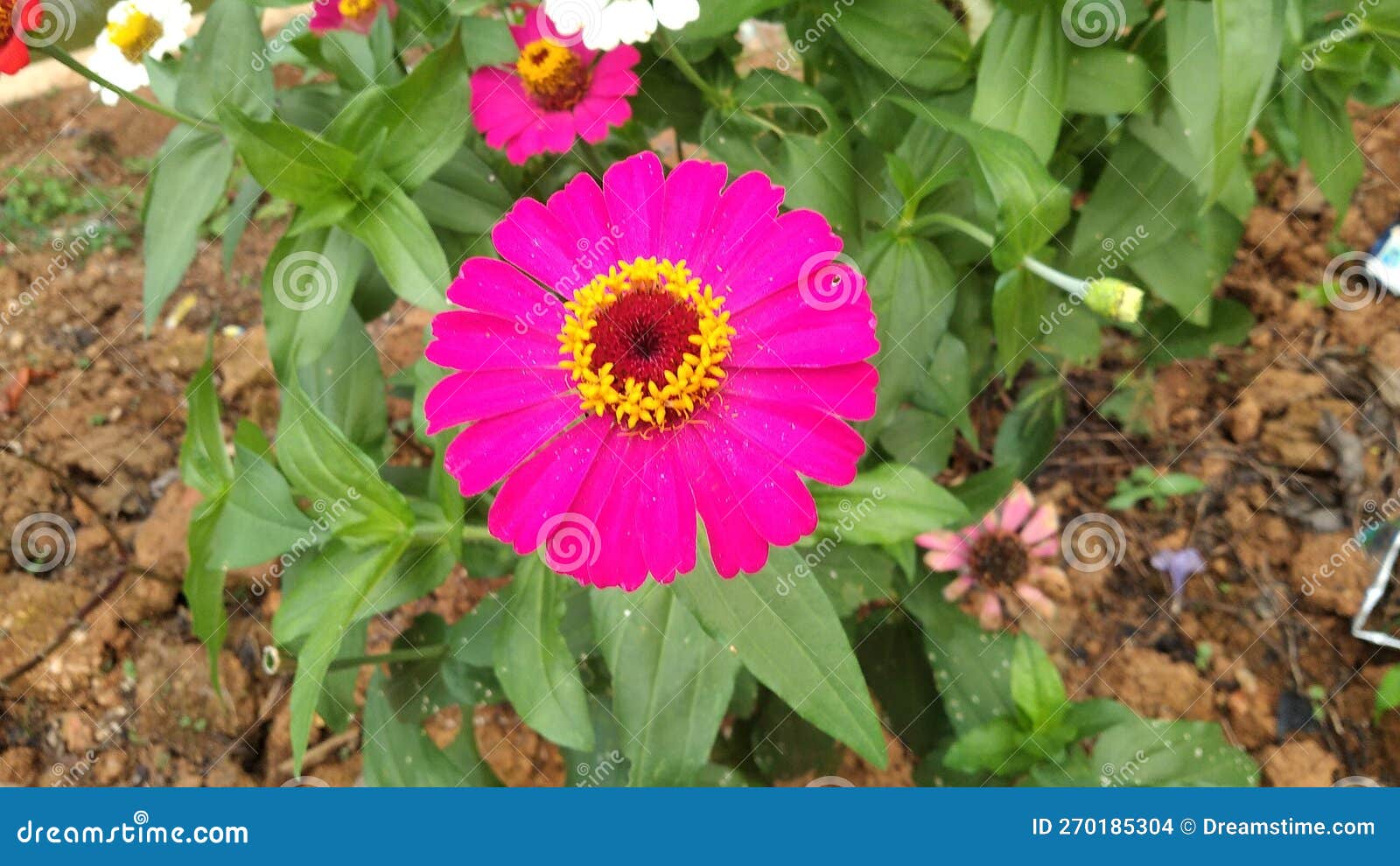 Pink Flowers Signify One& X27;s Sincerity in Love Stock Photo Image