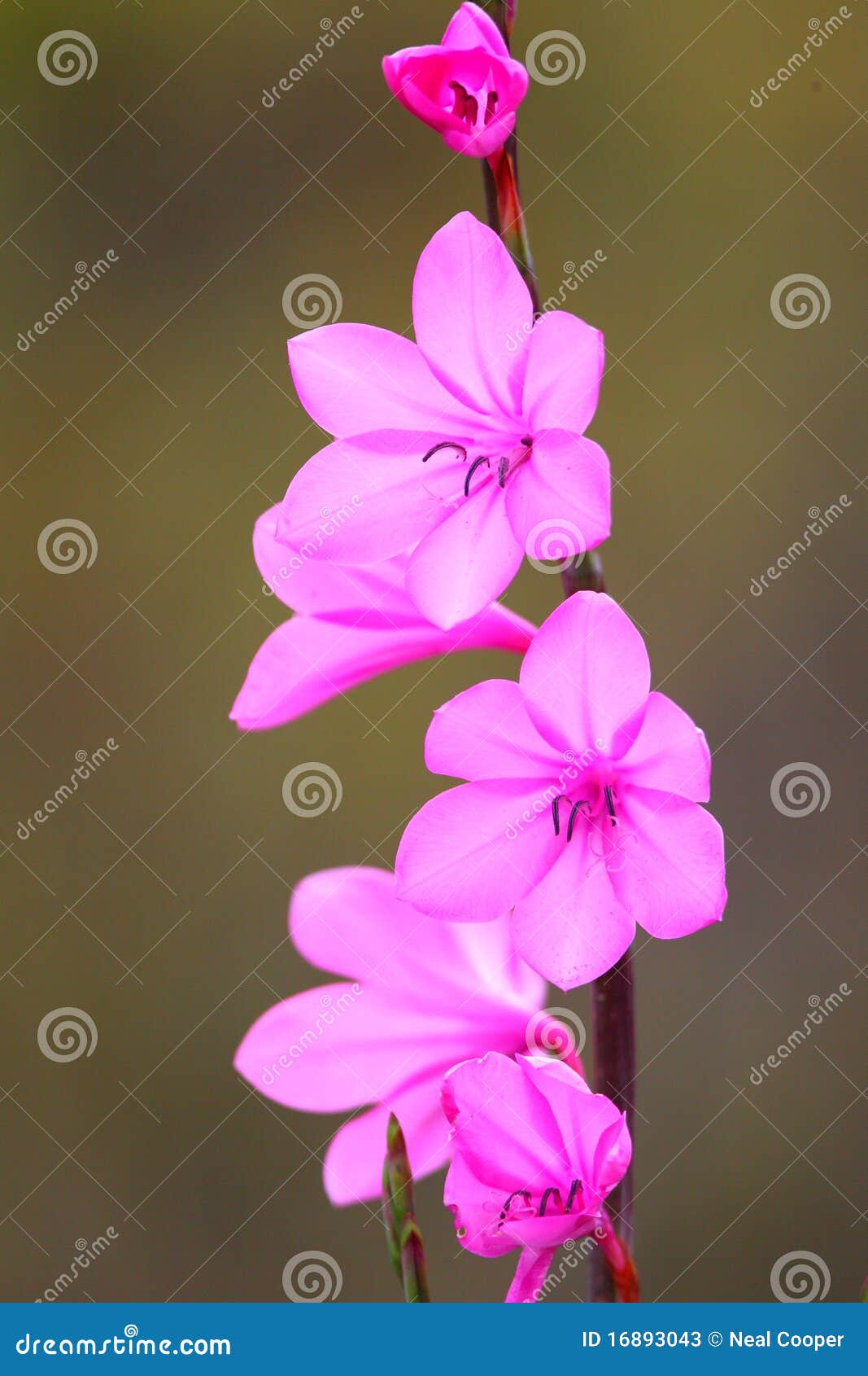 Pink Flowers With Small Petals Stock Photos Image 16893043