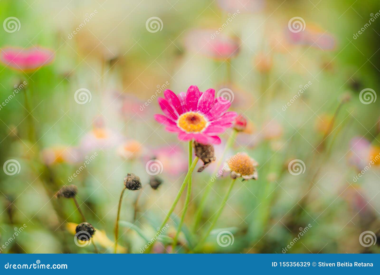pink flowers and macro vegetation in the forest