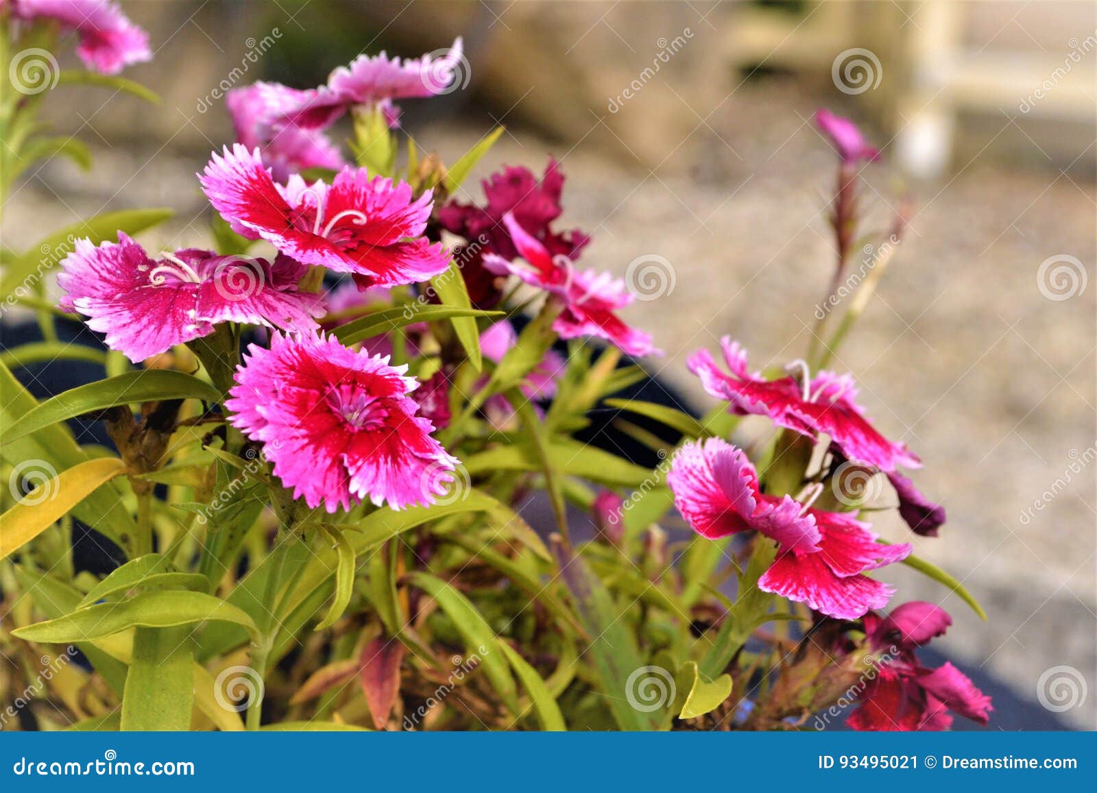 Pink flowers stock image. Image of flowers, pink, beauty 93495021