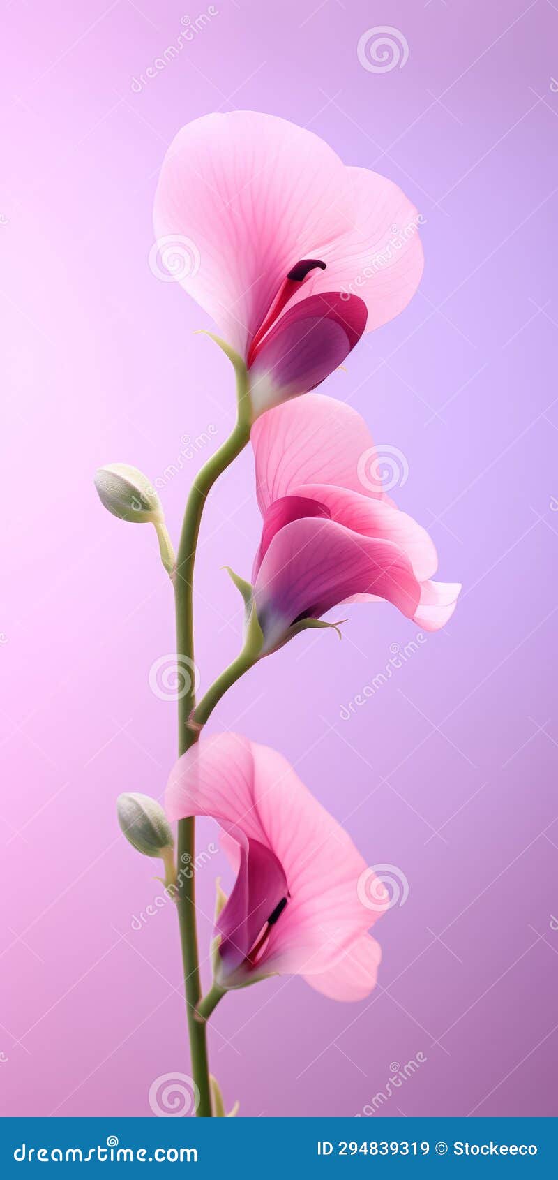 elegant sweet pea: minimalist mobile wallpaper