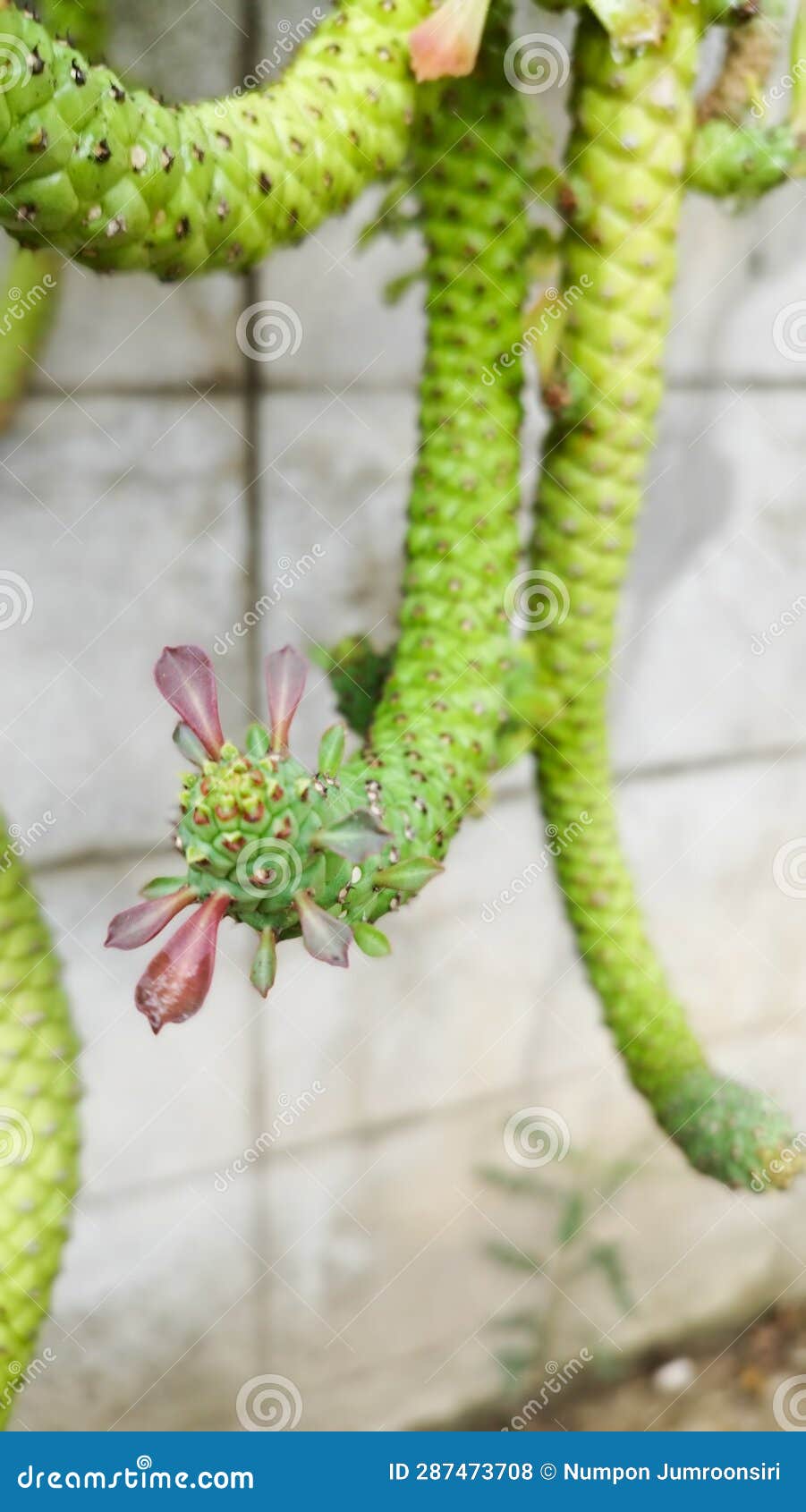 pink flowers of succulent (monadenium ritchiei ssp. nymbayense or euphorbia ritchei ssp. nymbayense)