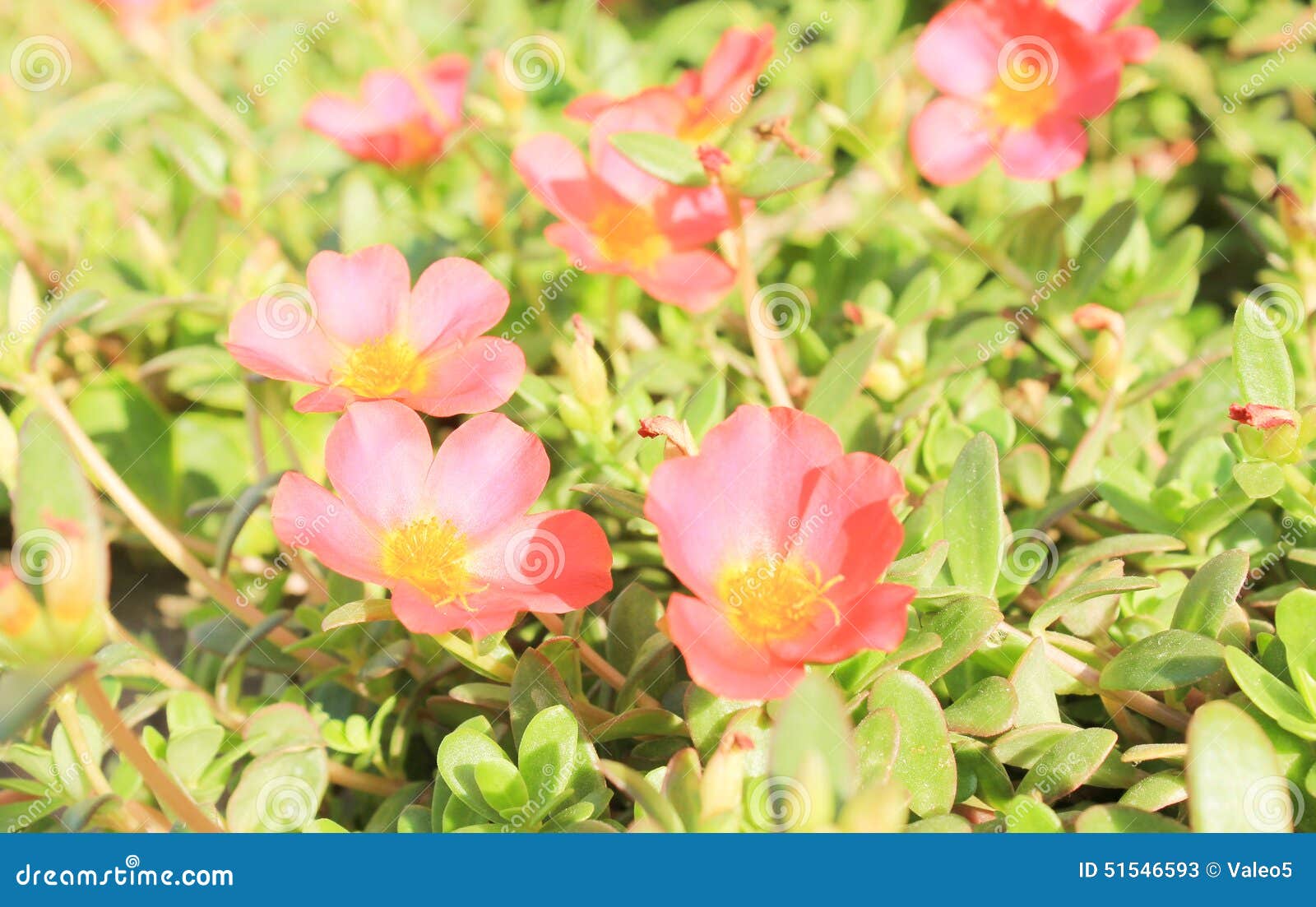 Pink Flowers stock image. Image of april, color, flora 51546593
