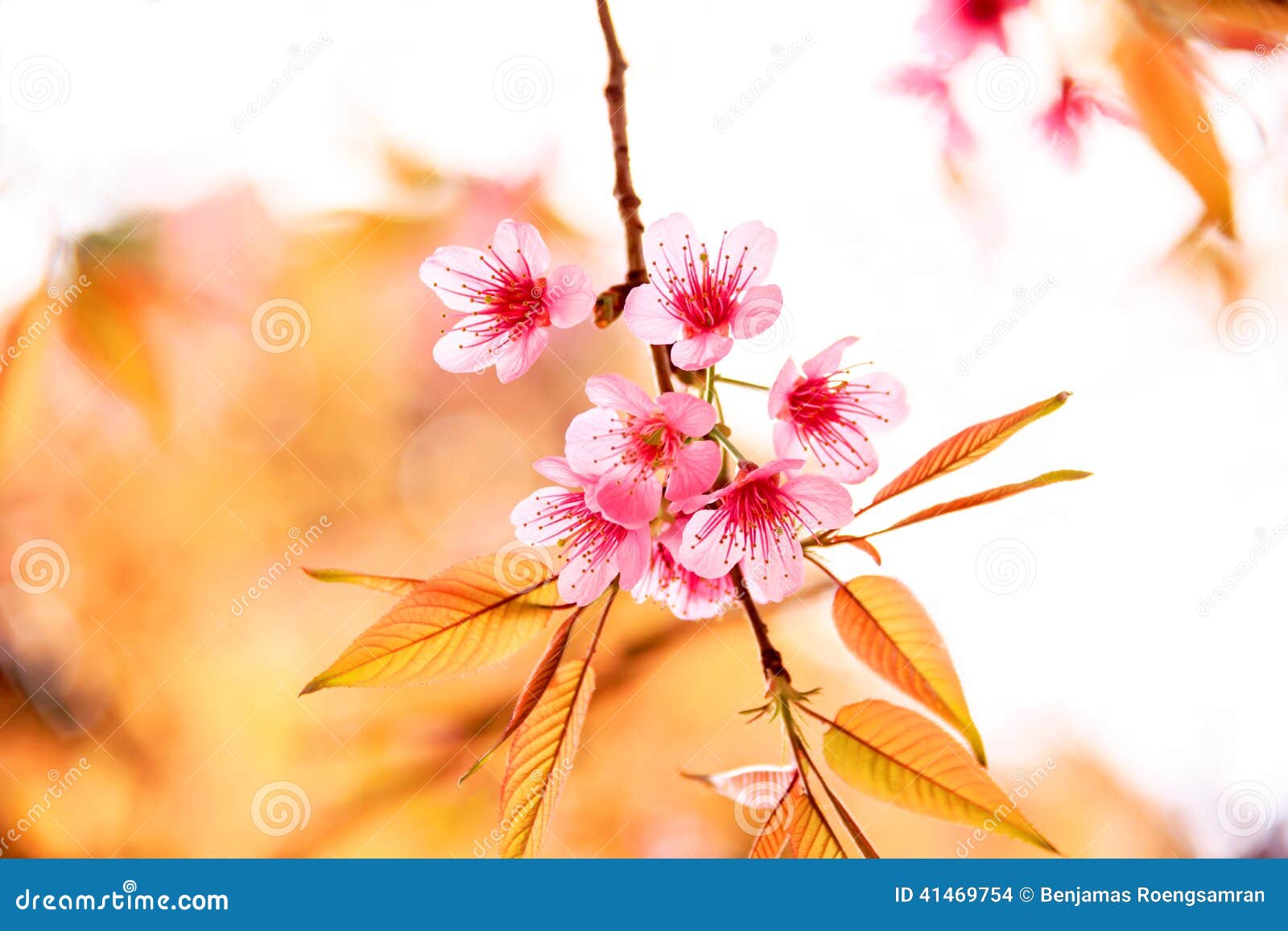 pink flowers in thailand, prunus cerasoides, rosaceae, prunus,