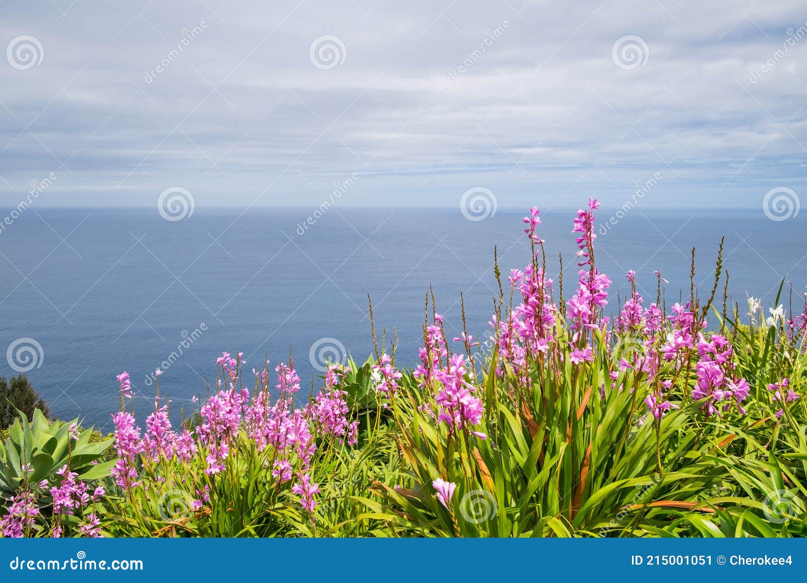 pink flowers to background the ocean from a cliff in the city of nordeste, azores, portugal.