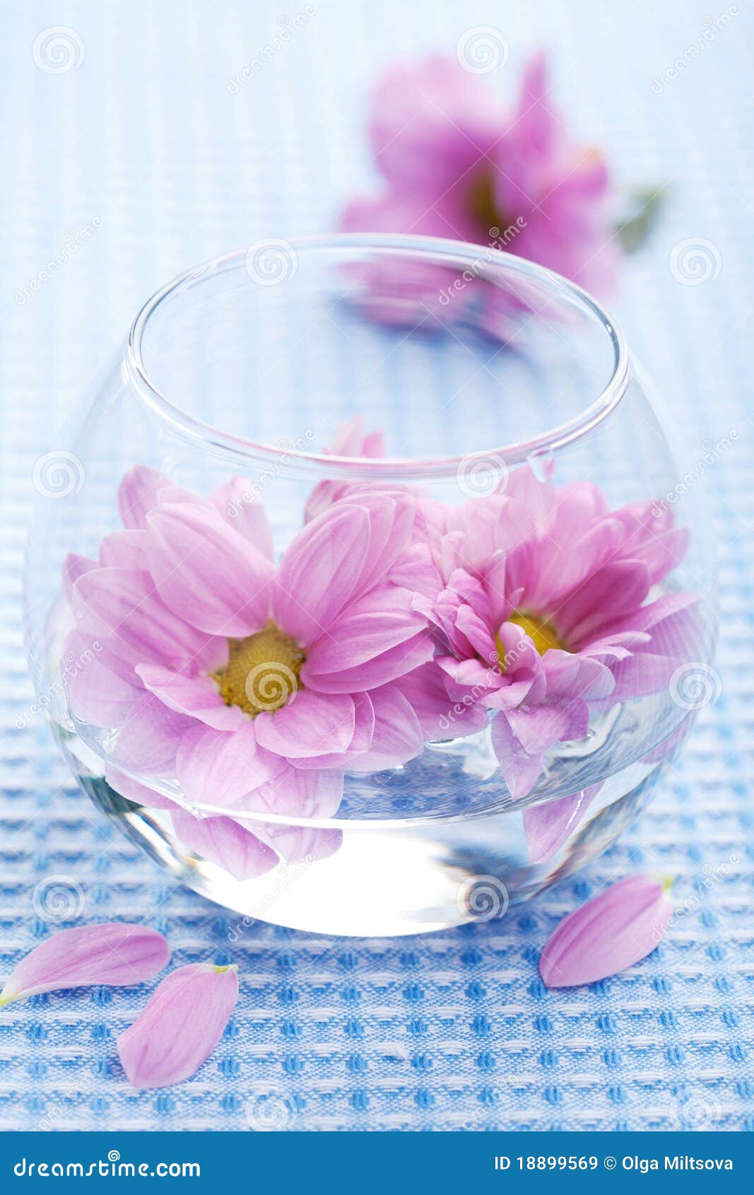 Pink flowers in vase stock image. Image of blossom, essential 18899569