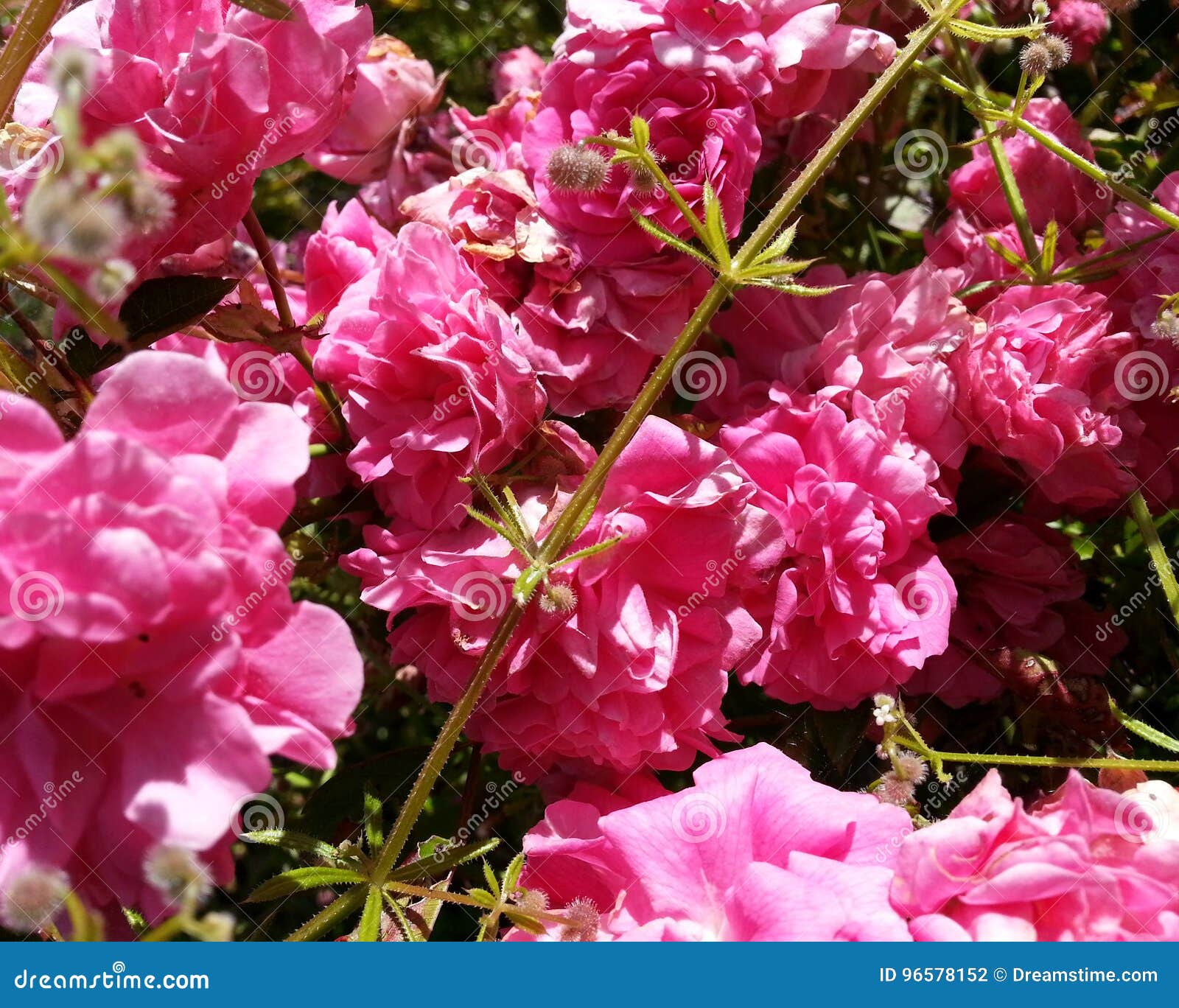 Pink Flowers on a Vine stock photo. Image of rainforest 96578152