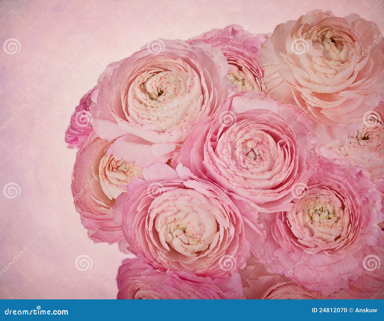 Pink Flowers on a Vintage Background Stock Photo Image of ranunculus