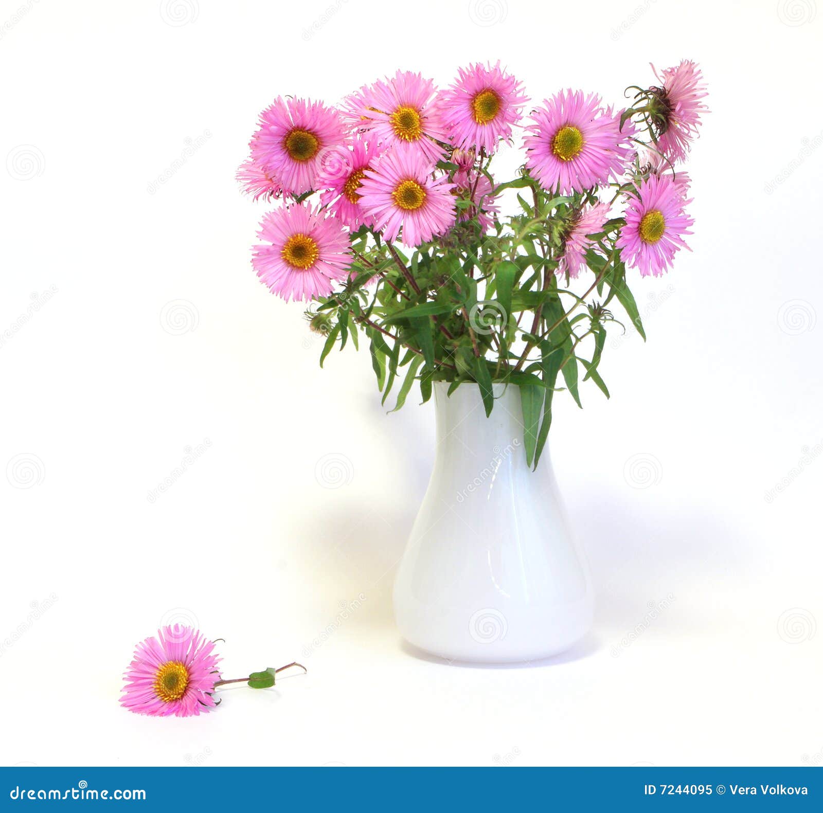 Pink Flowers in the White Vase Stock Image Image of modern, high 7244095