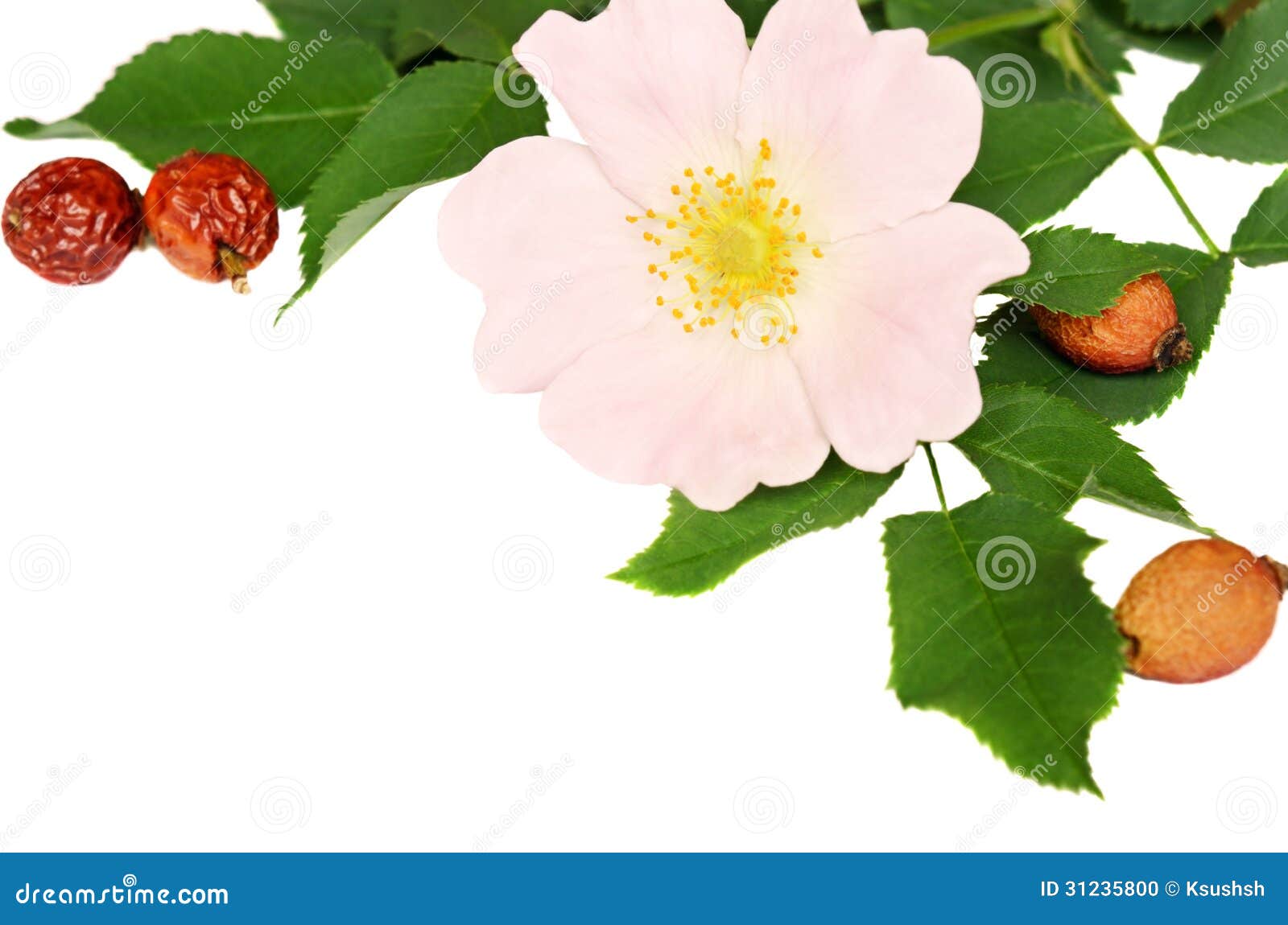 Pink Flowers of Wild Rose and Its Berries Stock Photo Image of herb