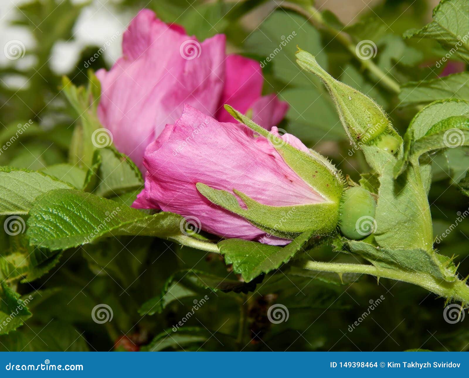 Pink Flowers of Wild Rose Shrub Close Up Stock Photo Image of organic, flora 149398464
