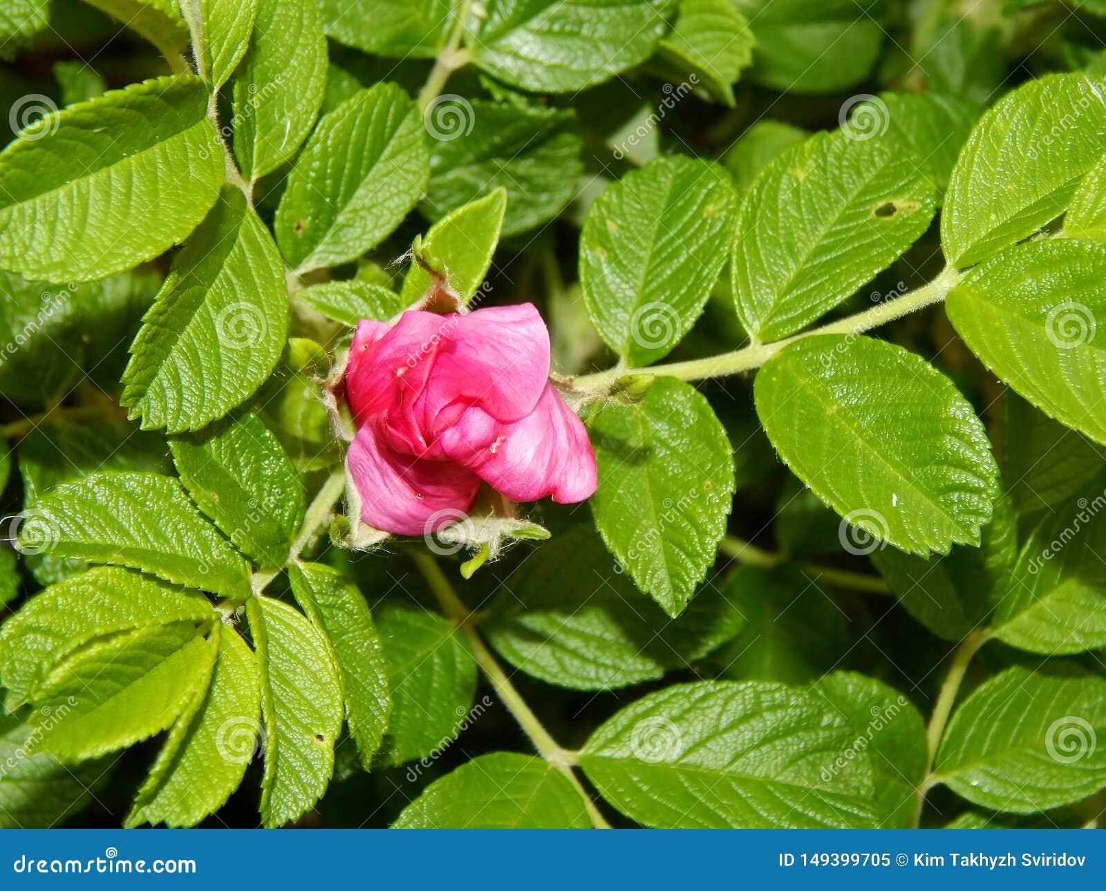 Pink Flowers of Wild Rose Shrub Close Up Stock Image Image of blossom, beauty 149399705