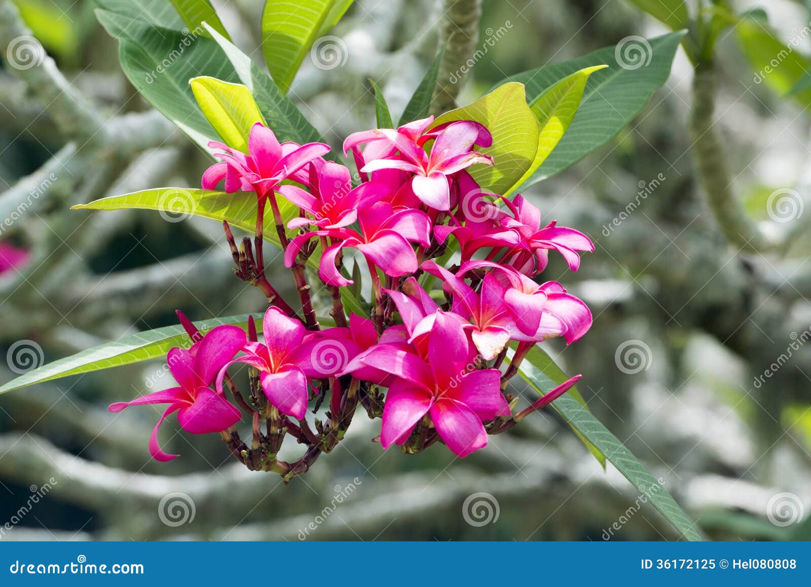 pink frangipani blooms, vibrant blooming frangipani tree