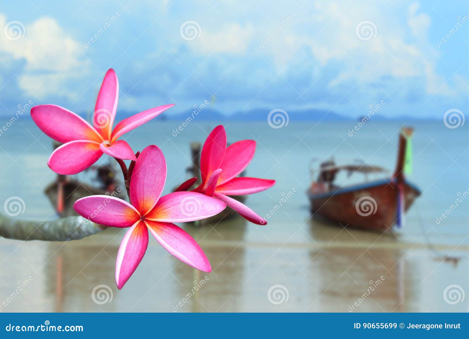 Pink frangipani flower stock image. Image of frangipani 90655699
