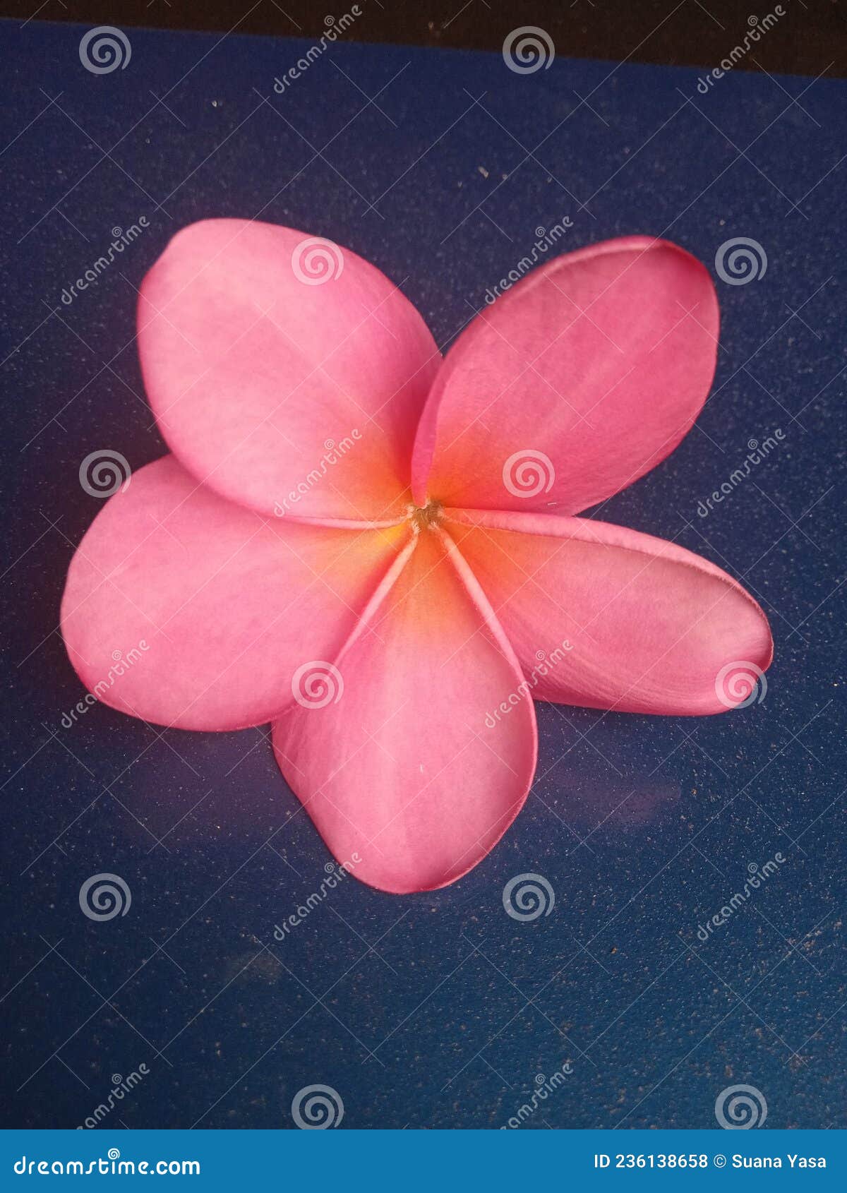 Pink Frangipani Flower Beauty Stock Photo - Image of floral, frangipani ...