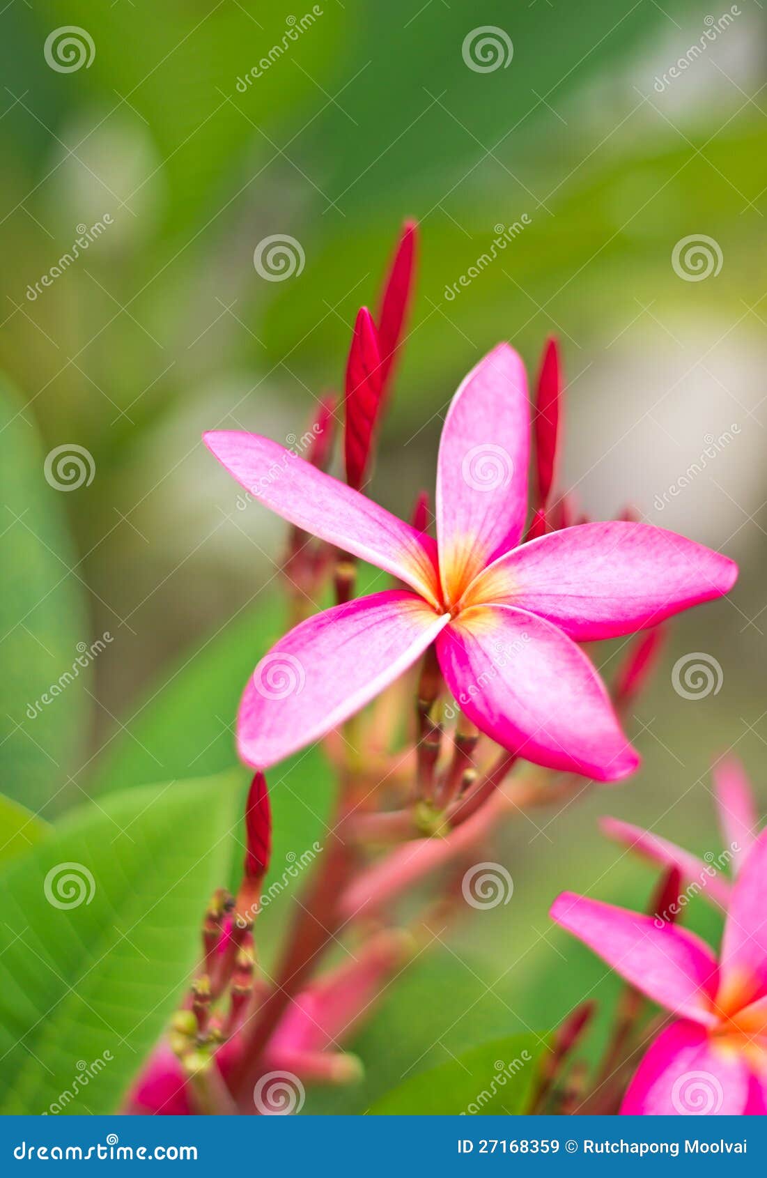 Pink frangipani flowers stock image. Image of asian, peace 27168359