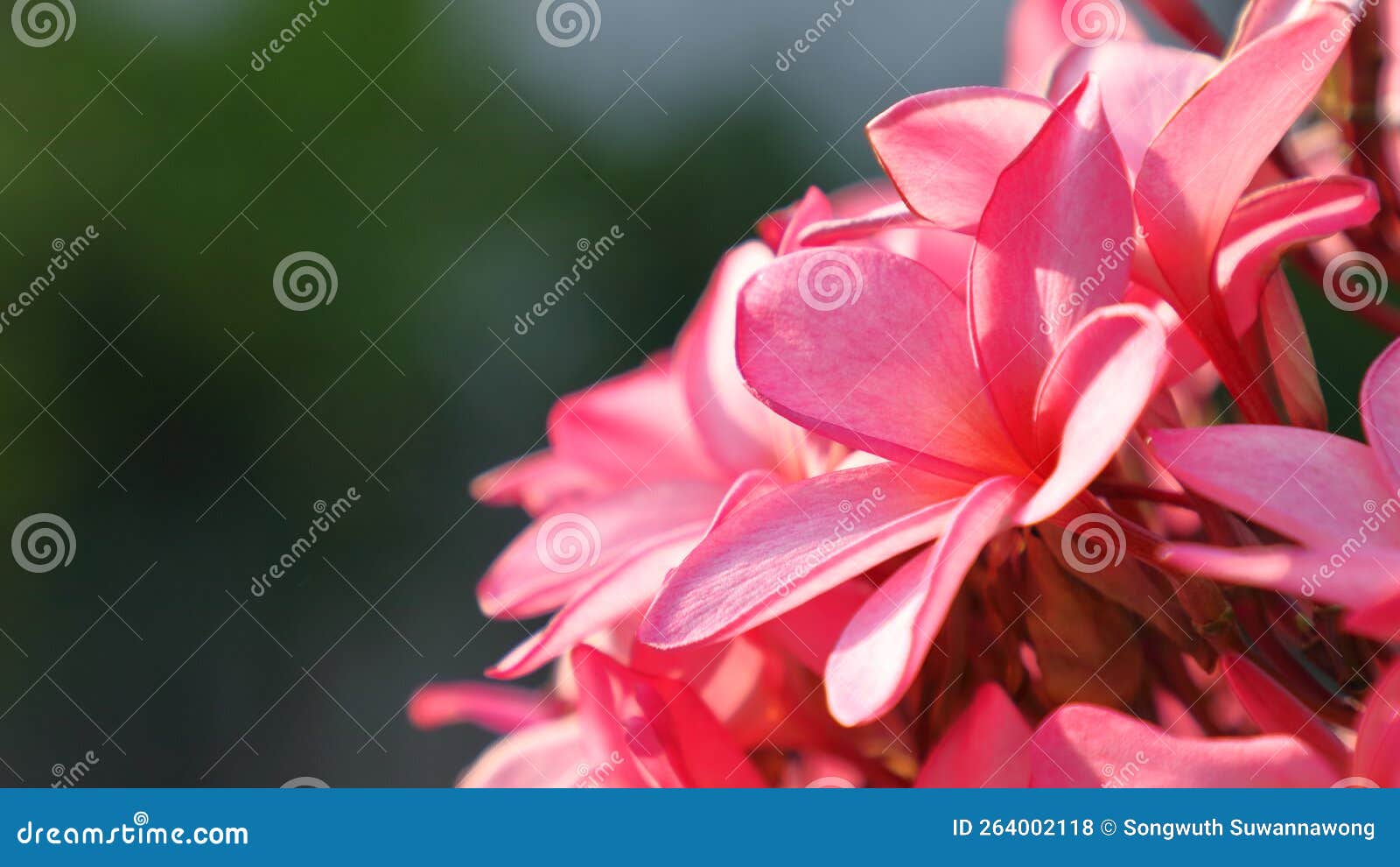 Pink Frangipani Pagoda Tree on Branch Stock Photo Image of branch