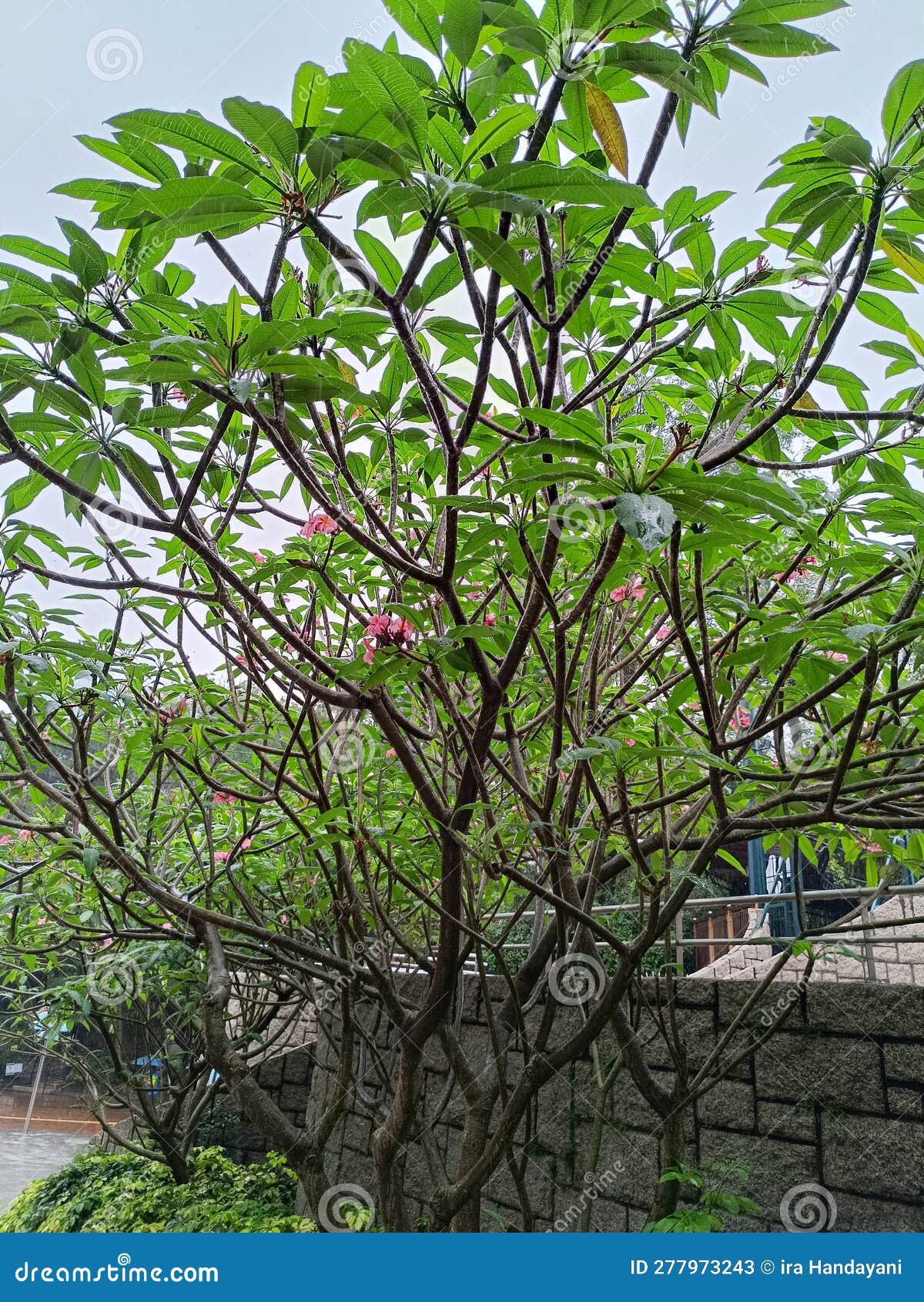 Pink Frangipani Tree at the Edge of the Garden Stock Image Image of leaf, woodland 277973243
