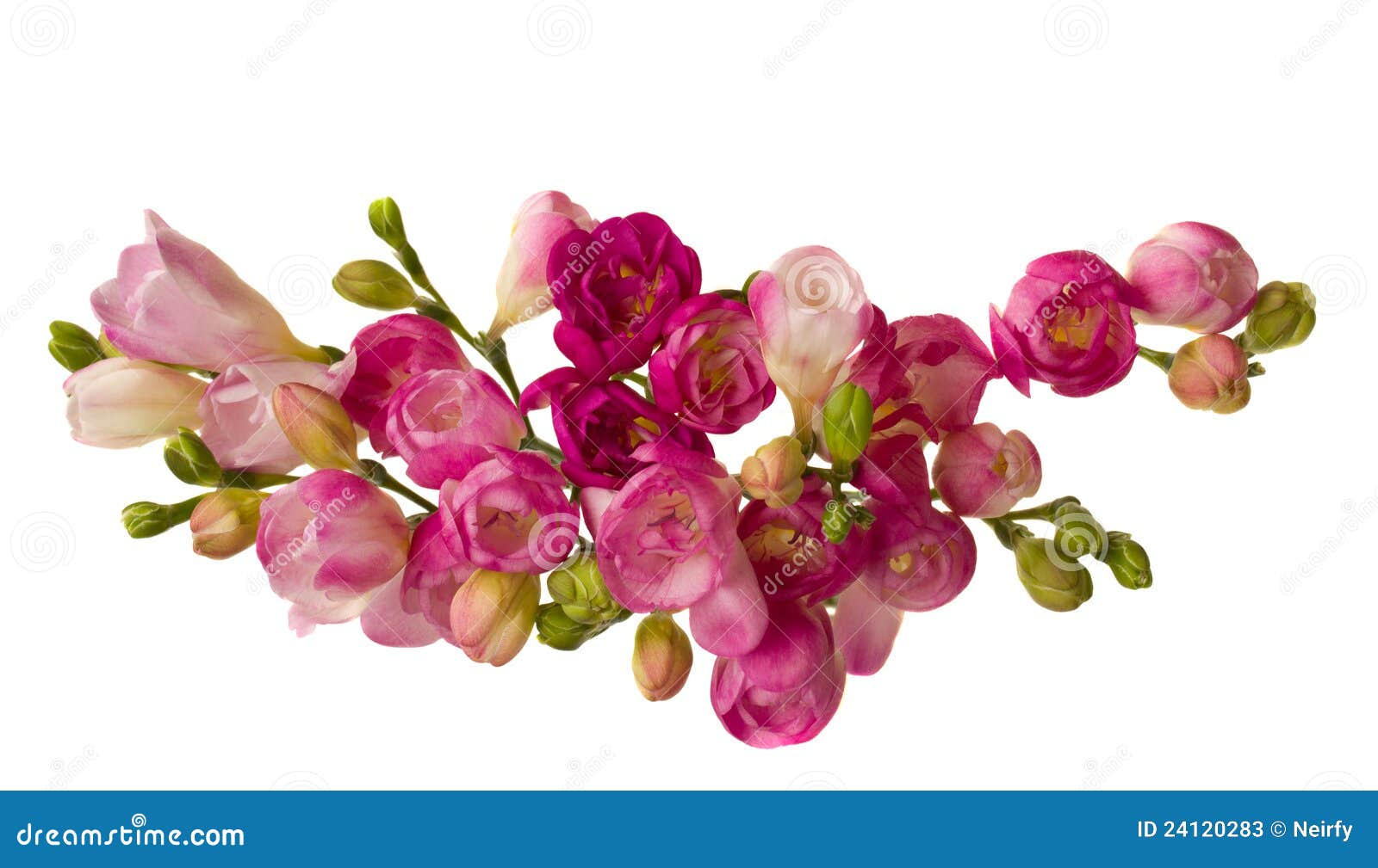 pink freesias