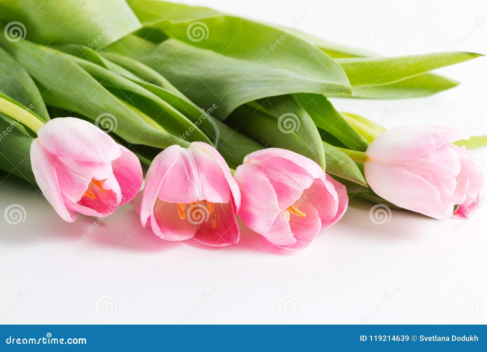 Pink Fresh Bright Tulips with Green Leaves are on White Stock Image ...