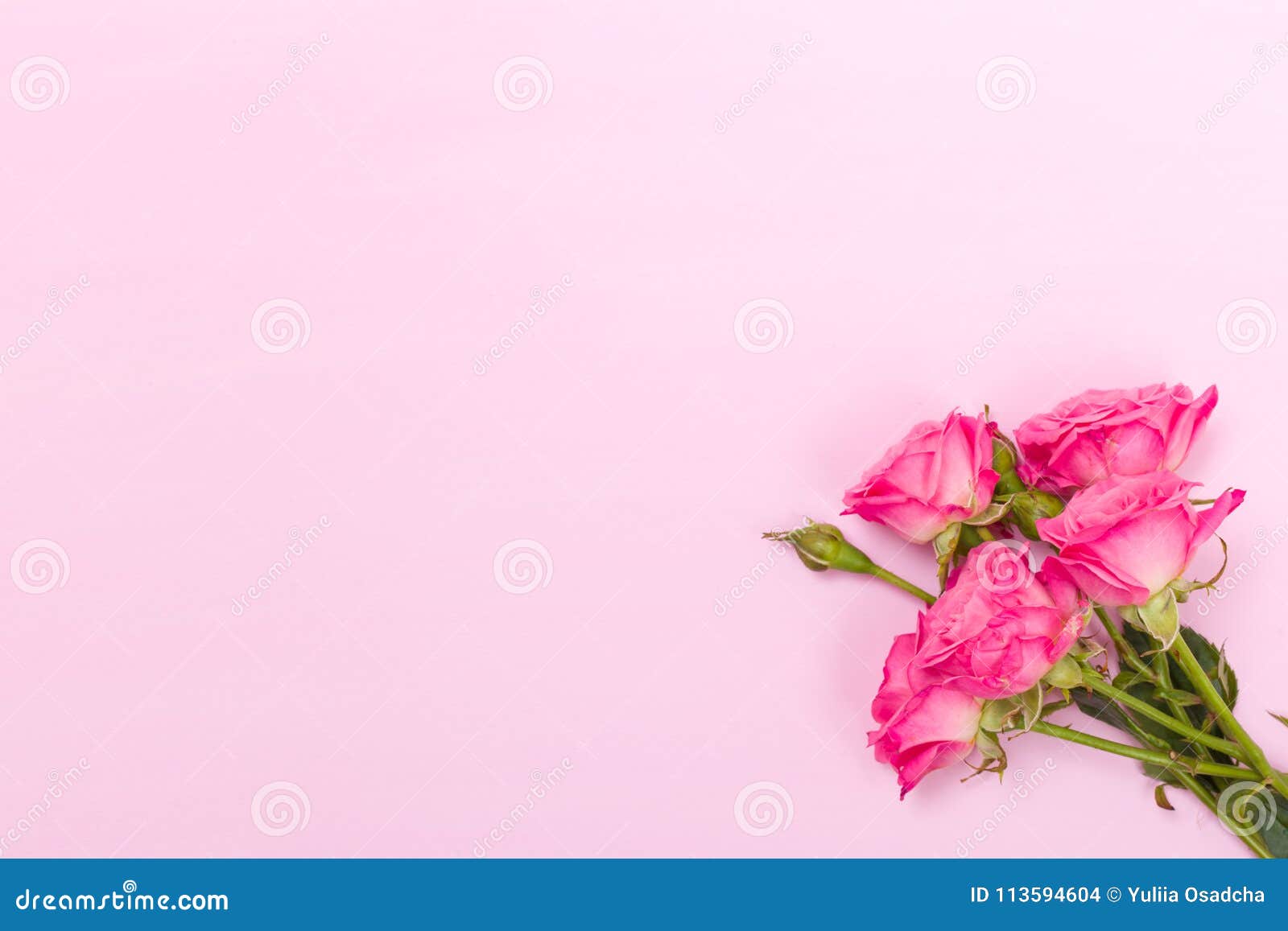 Pink Fresh Rose Branches and Empty Space for Text Isolated on Pastel ...