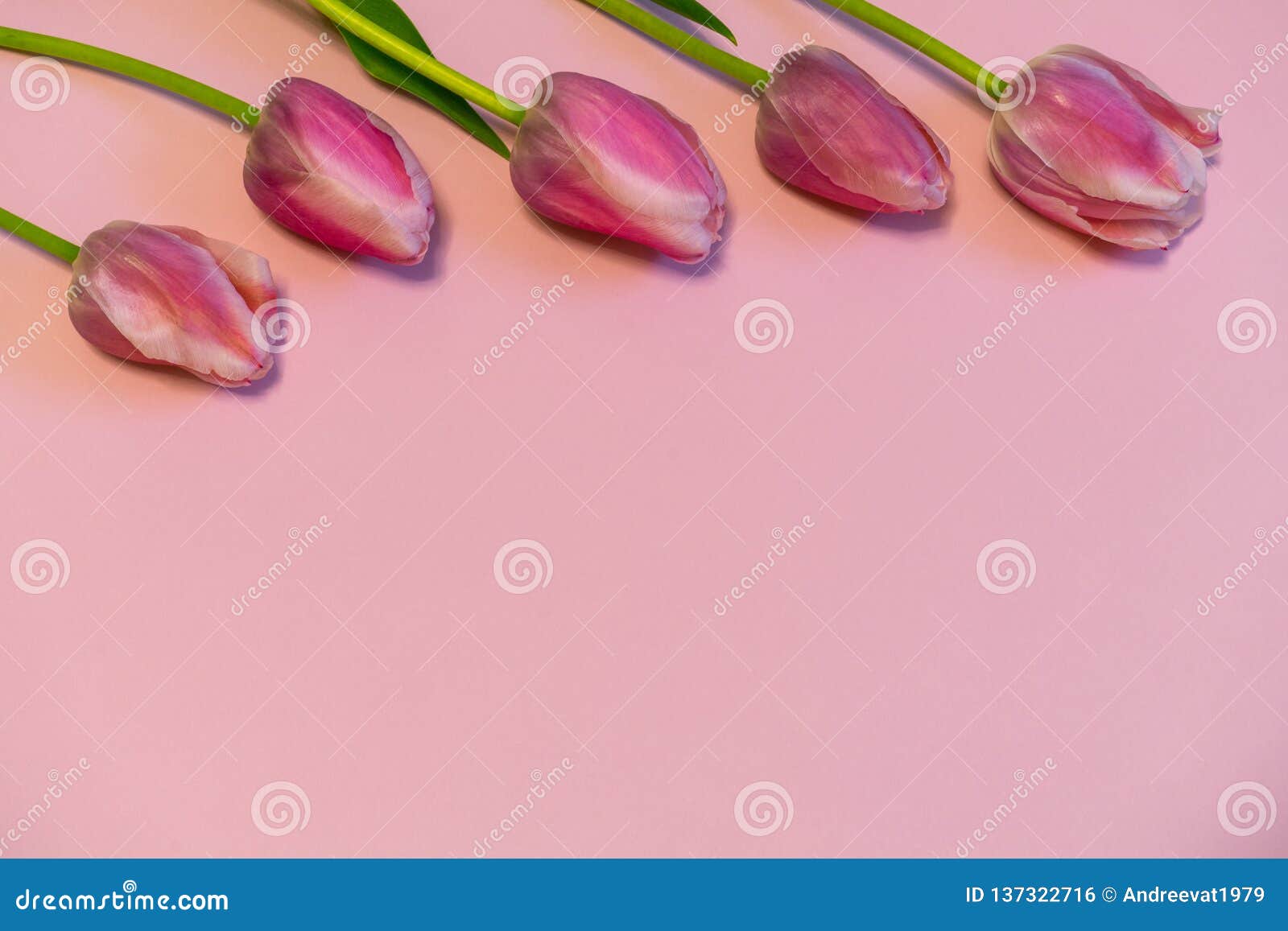 Pink Fresh Tulips on Pastel Paper Background. Beautiful Spring Floral ...