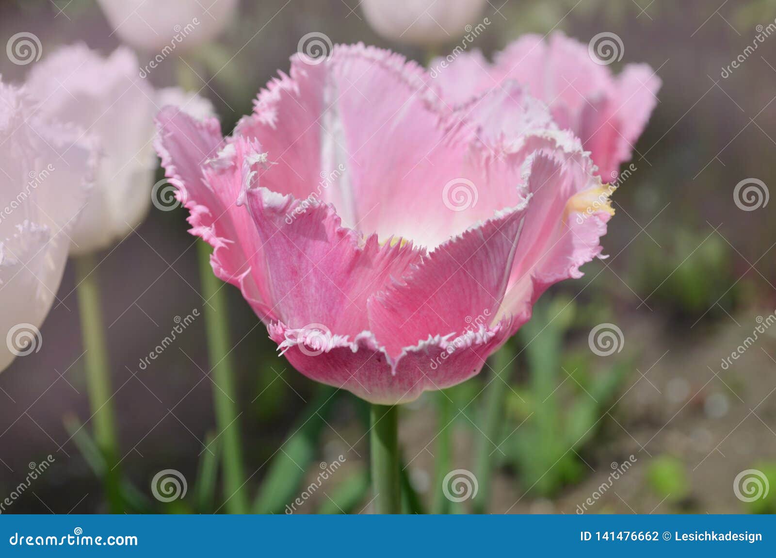 Pink Fringed Tulip Fancy Frills Stock Photo Image Of Macro Curly 141476662