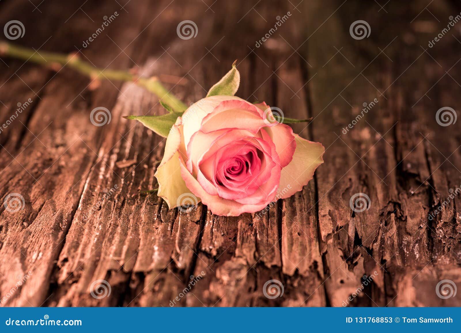 pink frosted white rose on antique wood