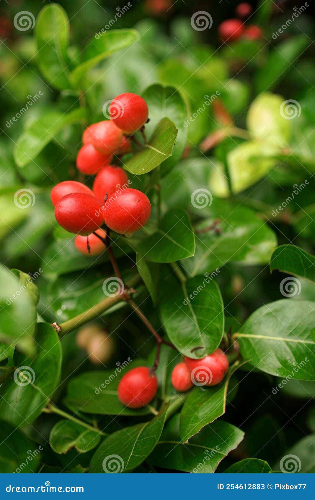 Pink Fruit at Tree, Karonda Fruit Stock Image Image of close, citrus