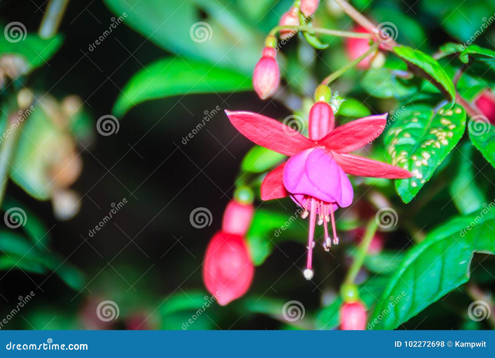 Fuchsia angel earrings white hi-res stock photography and images - Alamy