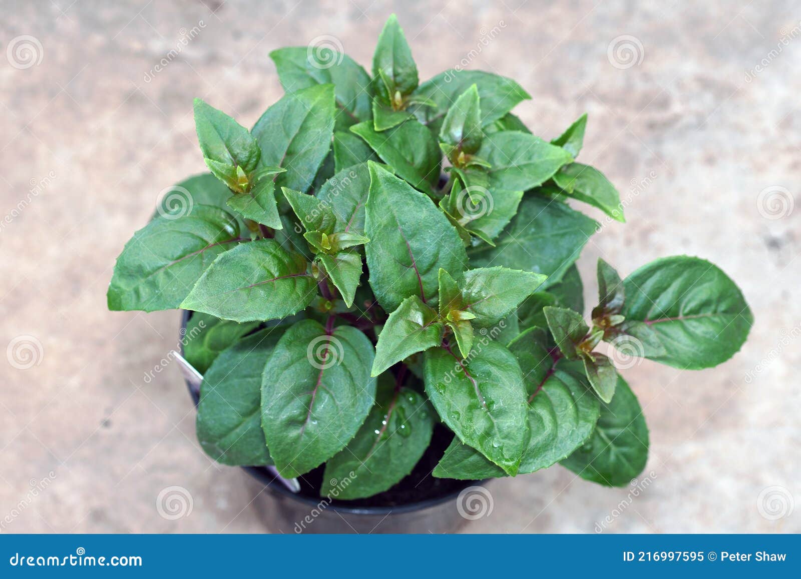 Pink Galore Double Fuchsia, Ready for Third Stop. Stock Image Image