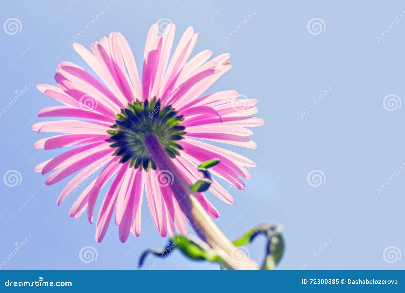 Pink garden daisy stock image. Image of blooming, garden 72300885