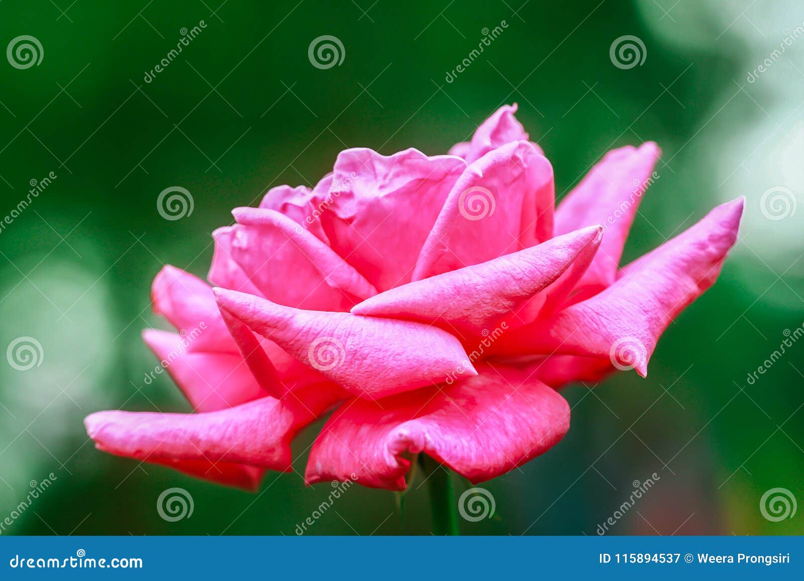 rose - flower, bouquet, flower, flower head, petal