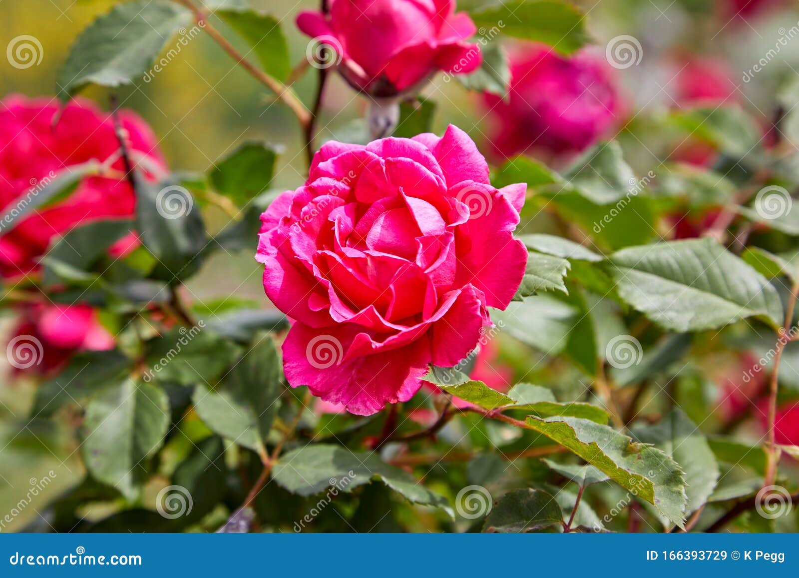 Pink Garden Roses Blooming on a Rose Bush Stock Image Image of closeup, nature 166393729