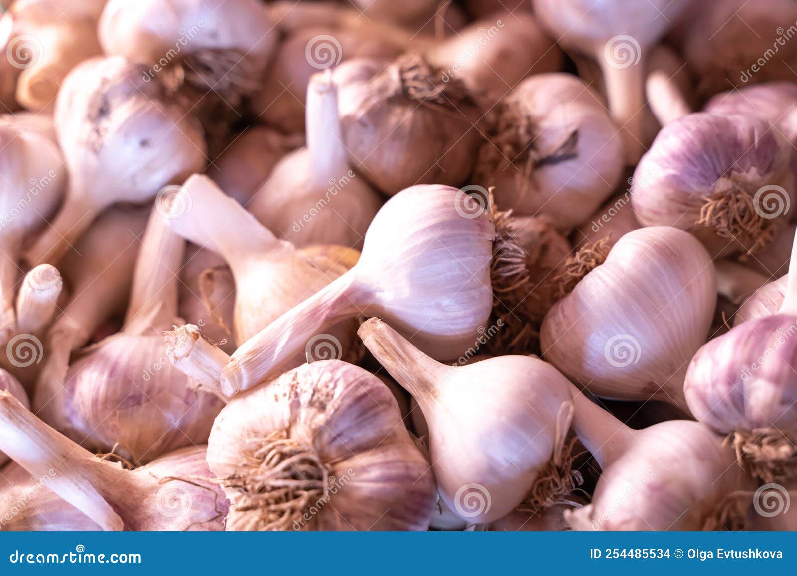 Pink Garlic Heads in a Box for Drying and Storing the Harvest Stock