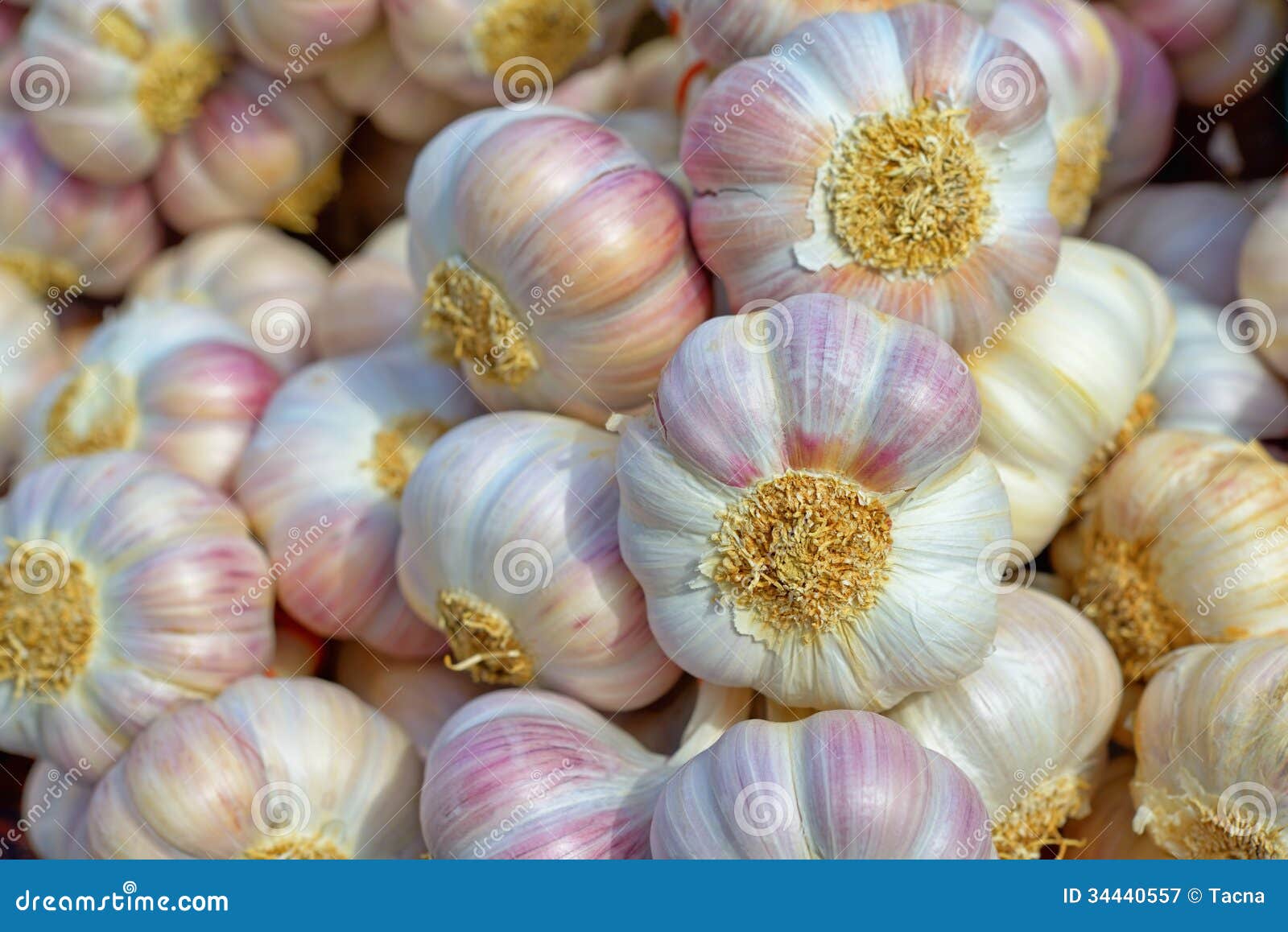 Pink garlic stock image. Image of habits, folklore, garlic 34440557
