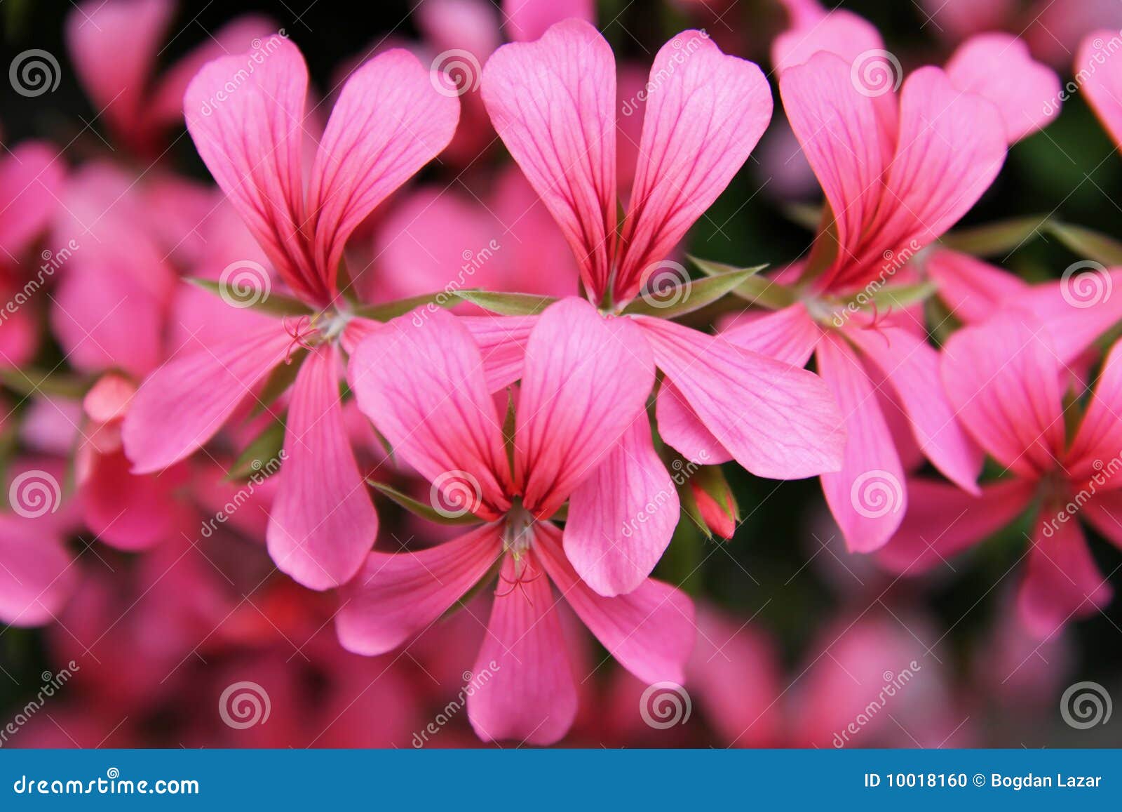 pink geranium cascade flowers