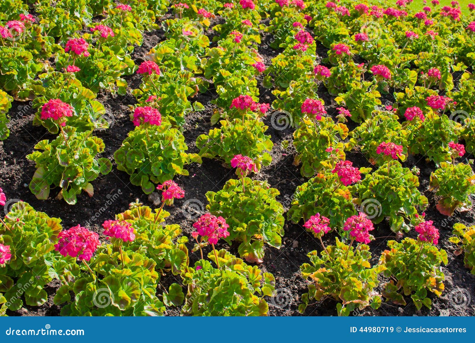 Pink Geranium Flower Bed stock image. Image of flora 44980719