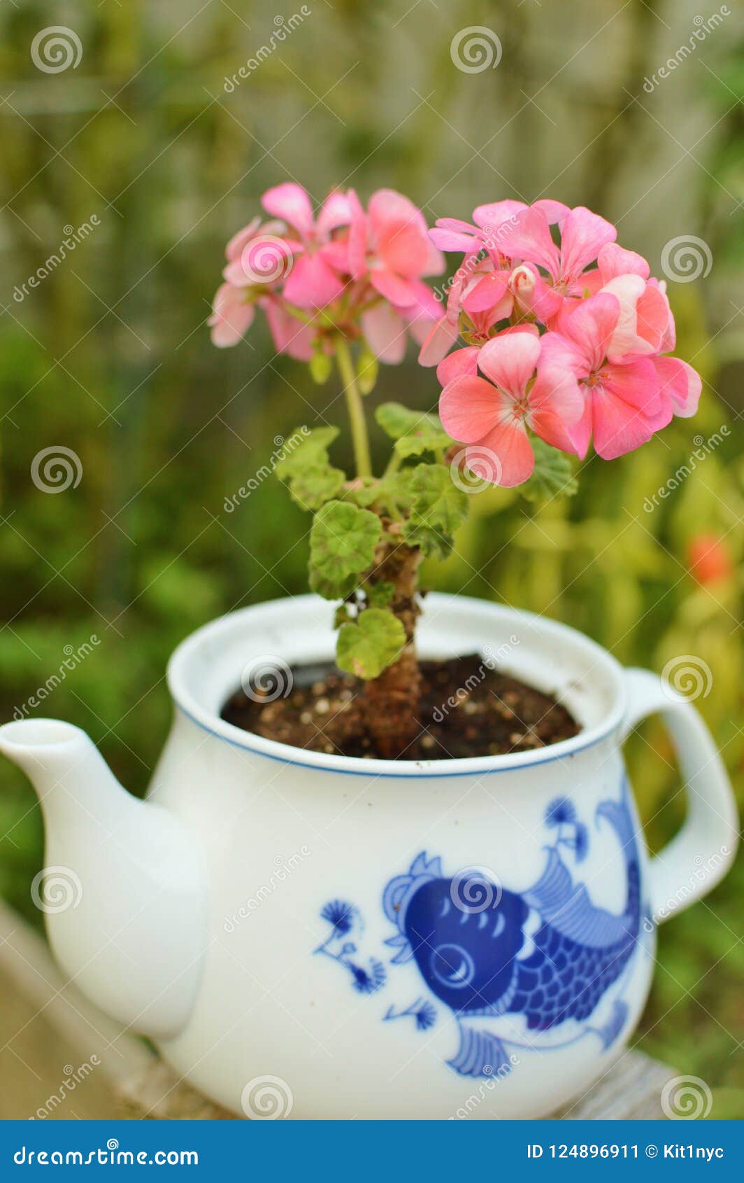 Pink Geranium Flower in Ceramic Teapot Garden Vertical Stock Image