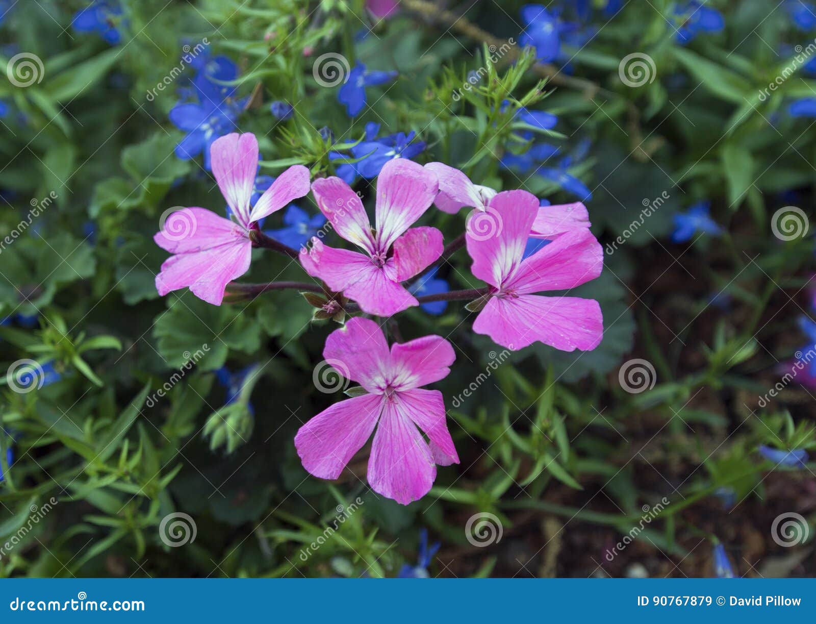 pink geraniums and lobelia erinus techno blue