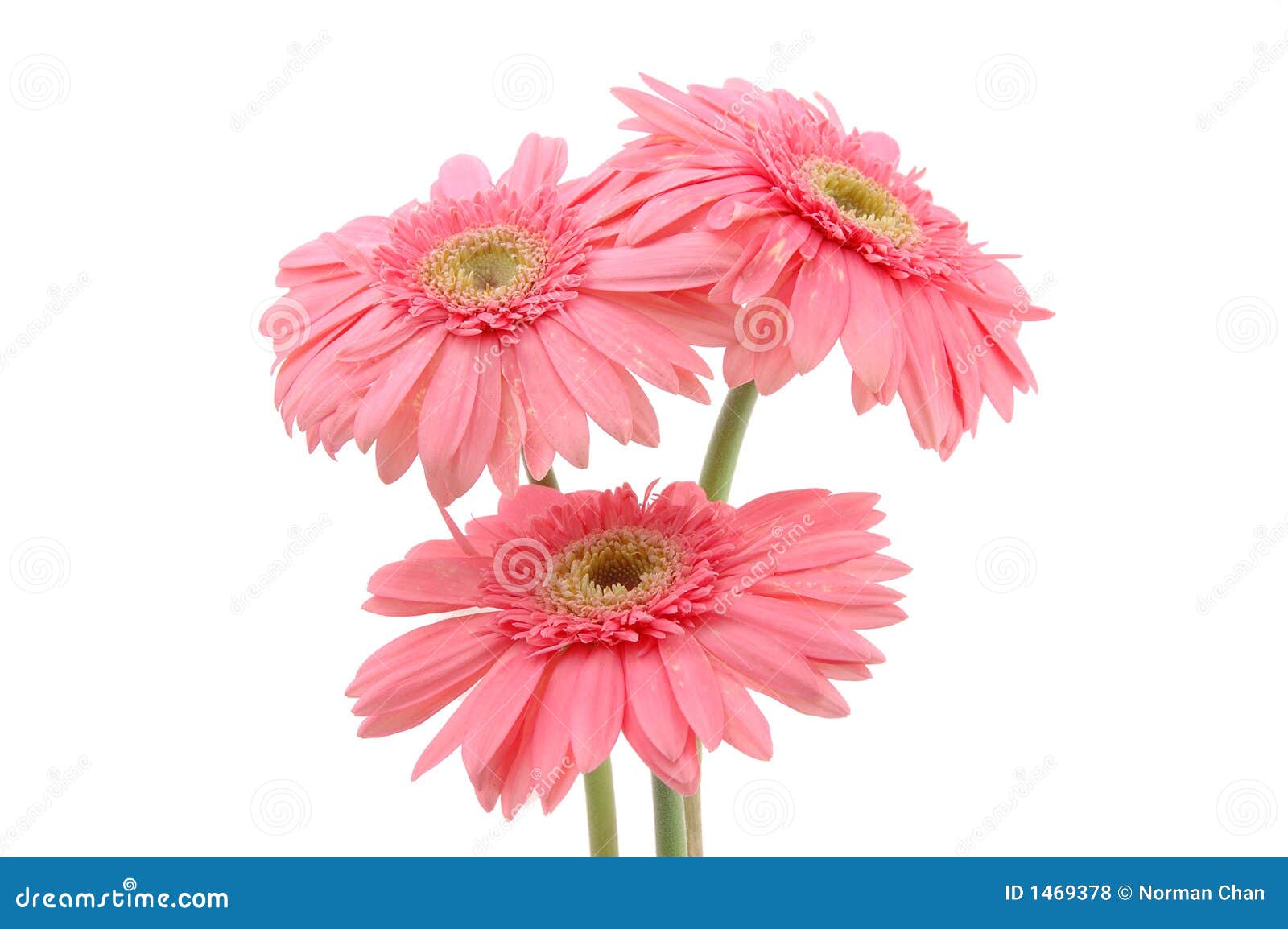 Pink gerber daisies stock photo. Image of isolated, white 1469378