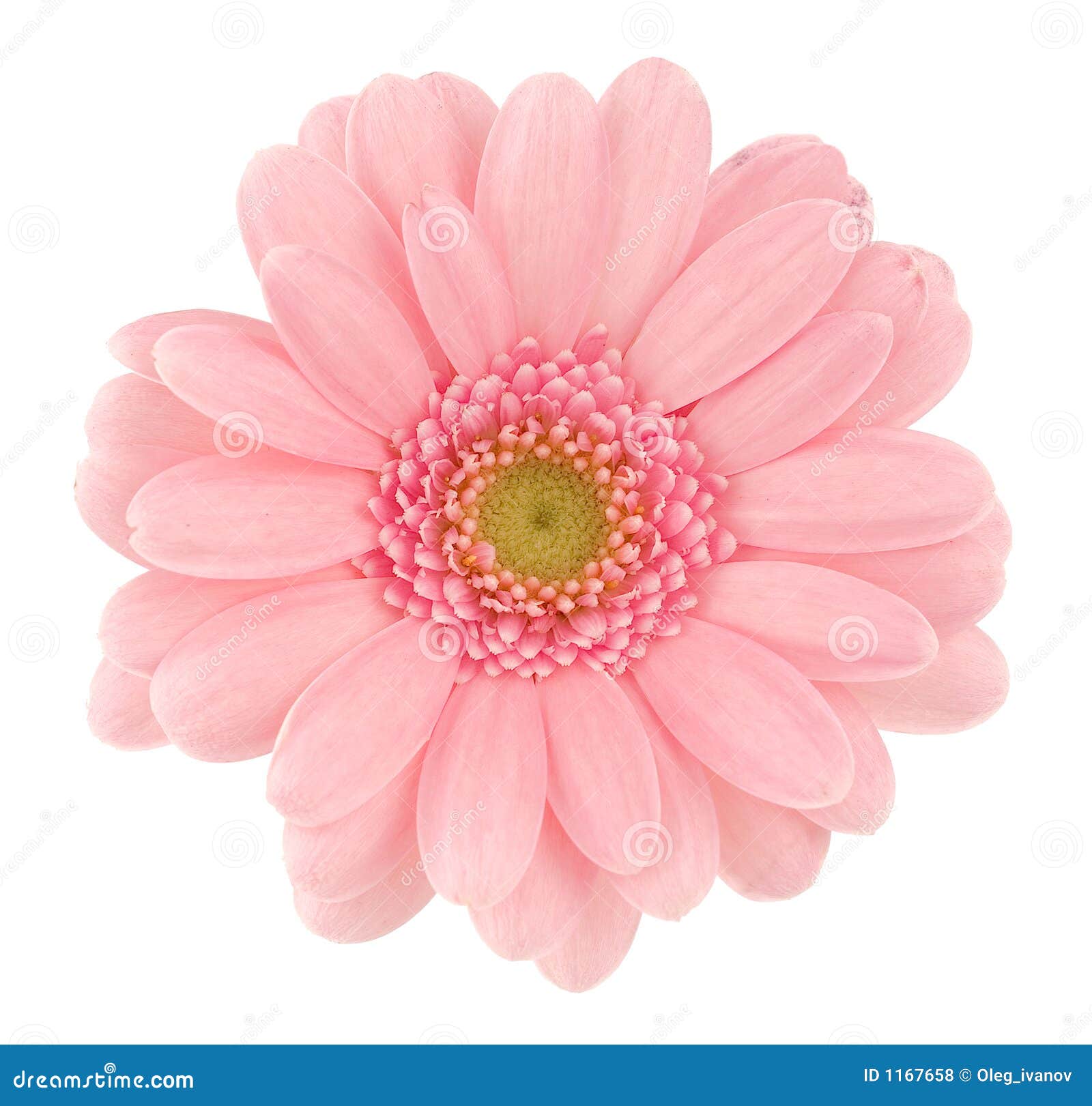 pink gerbera