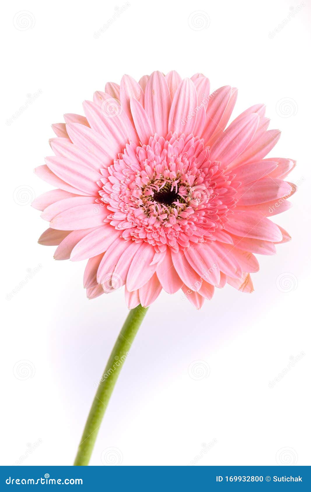 Pink Gerbera Blooming in Springtime, Beautiful Single Flower on White  Background Stock Photo - Image of fragility, isolated: 169932800